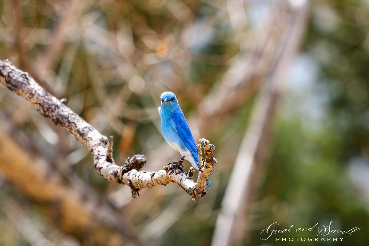 Mountain Bluebird.

#bird #mountainbluebird #nature #birdphotography #coloradobirds #canonusa #intelligentdesign #birdsofcolorado #birding #birdingphotography #backyardbirding #photography #birding_lounge #naturelovers #audubon #audubonsociety #nature_photo #birdlovers #birdphoto