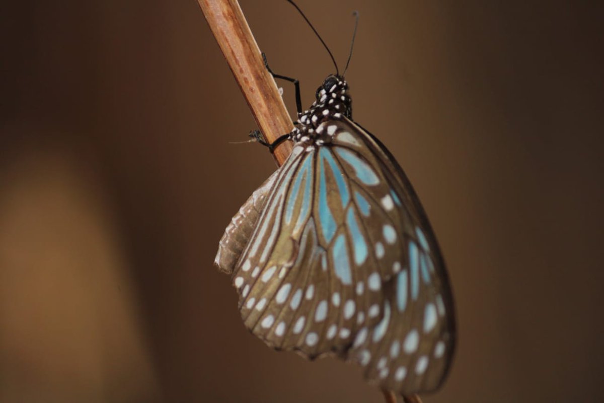 SpanTechnology's tweet photo. A complete change is never easy! Sometimes it demands so much that you redefine your identity itself to become a NEW you...like a metamorphosis of a butterfly!

#SpanTechServices wish, you get that courage to accept the change!

#FridayMotivation https://t.co/RURKqaNrs1