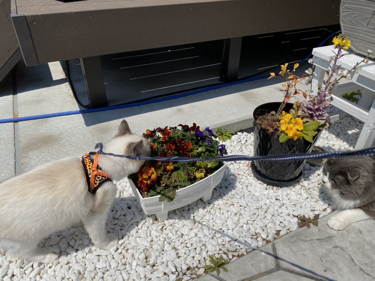 scolag_cat's tweet photo. たまには外で日向ぼっこしたいよね😸 https://t.co/IW1X8DKDP5