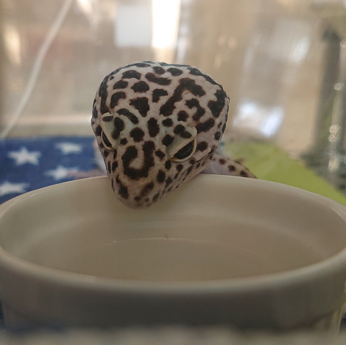 basilis20180908's tweet photo. え…
飲むんじゃなくて寝るの!?

#ヒョウモントカゲモドキ
#レオパードゲッコー
#レオパ
#ハイイエロー
#ロマニスタ
#basilis https://t.co/C2qKGD1KO3