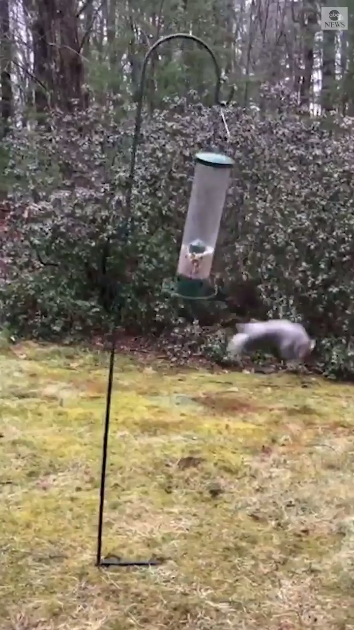 Squirrel spinner cheap bird feeder
