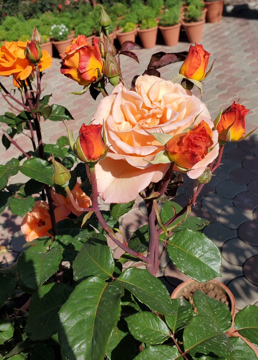 Good Morning,Came across these beautiful, some wild, some curated, spring flowers during the morning (isolated) walk in  #Islamabad,  #Pakistan  #flowers  #spring  #lockdown (See thread)...