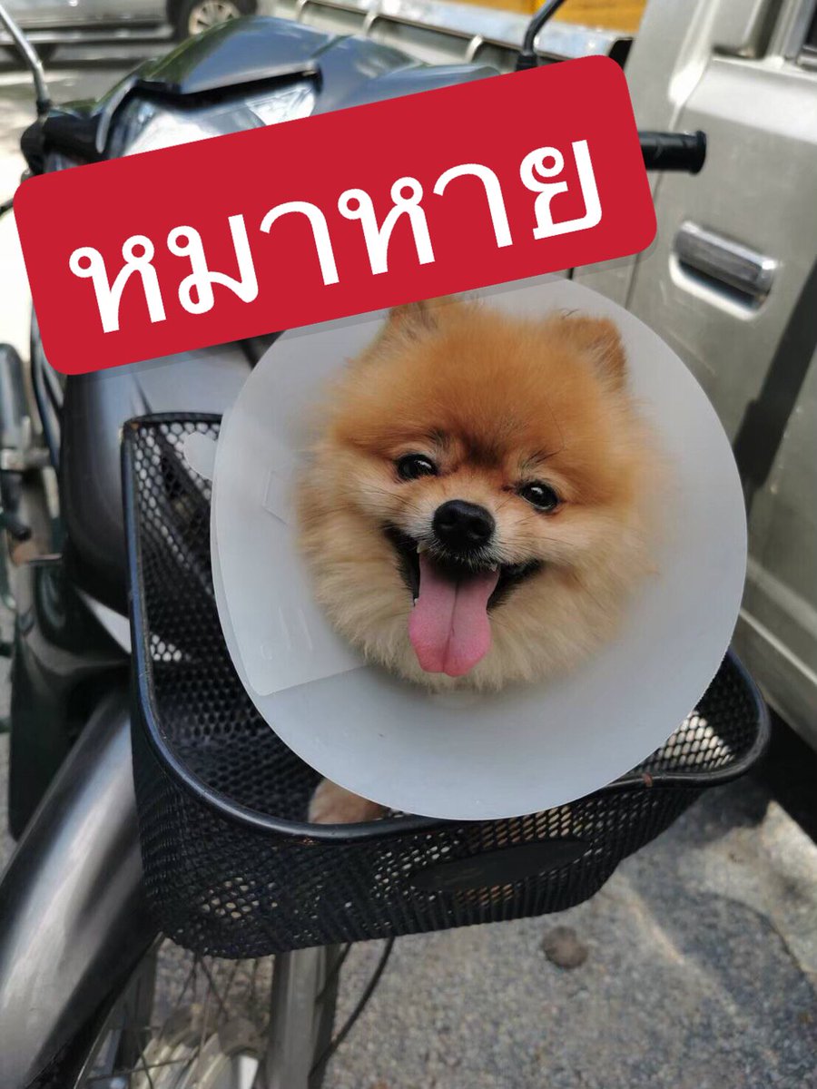 gpysss's tweet photo. ช่วยหายน้องหน่อยนะคะ  #หมาหาย #หมาหายสันกำแพง ❗️น้องหายยย❗️ที่สันกำแพงแถวบ้านขวัญเวียง

👉🏻น้องอายุ 7 ขวบตัวเล็ก น้องอายุเยอะค่อยข้างมีกลิ่นปาก ลักษณะนิสัยเข้ากับคนง่ายไม่ดุ 
👉🏻หายออกไปประมาน 11.00น. ใครเจอพบเจอน้องติดต่อกลับด่วนเลยนะคะ มีเงินรางวัลให้คะ 

0970482774 https://t.co/eolXcYbDjw