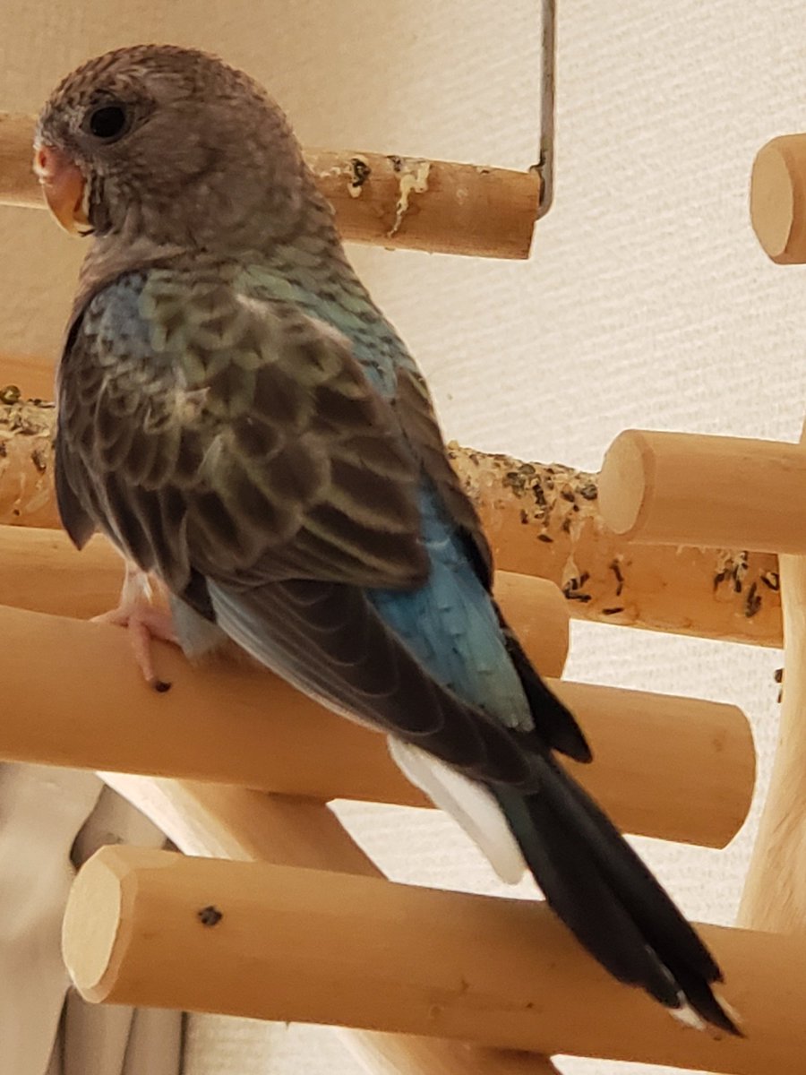 アキクサインコブルー