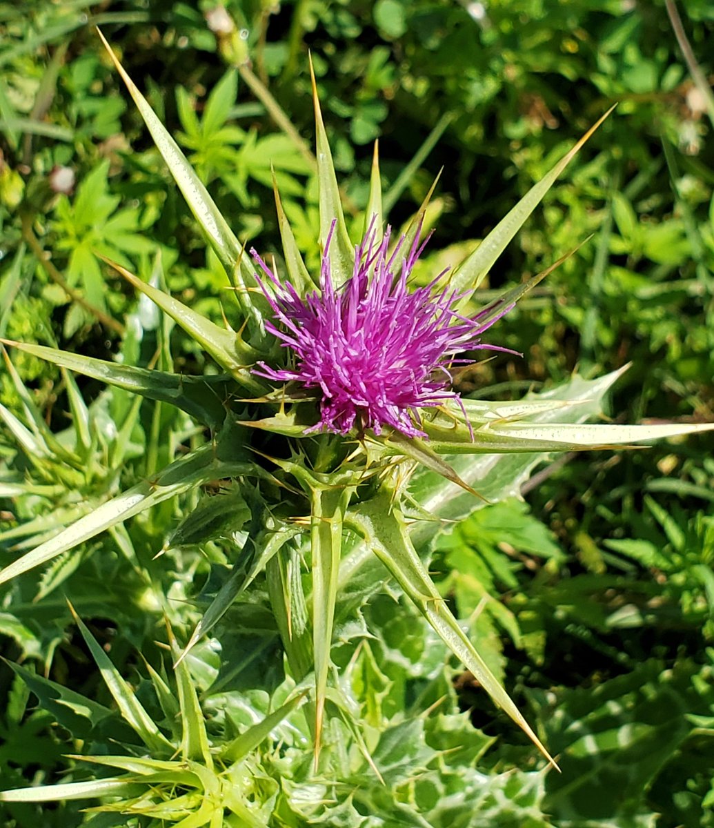 Good Morning,Came across these beautiful, some wild, some curated, spring flowers during the morning (isolated) walk in  #Islamabad,  #Pakistan  #flowers  #spring  #lockdown (See thread)...