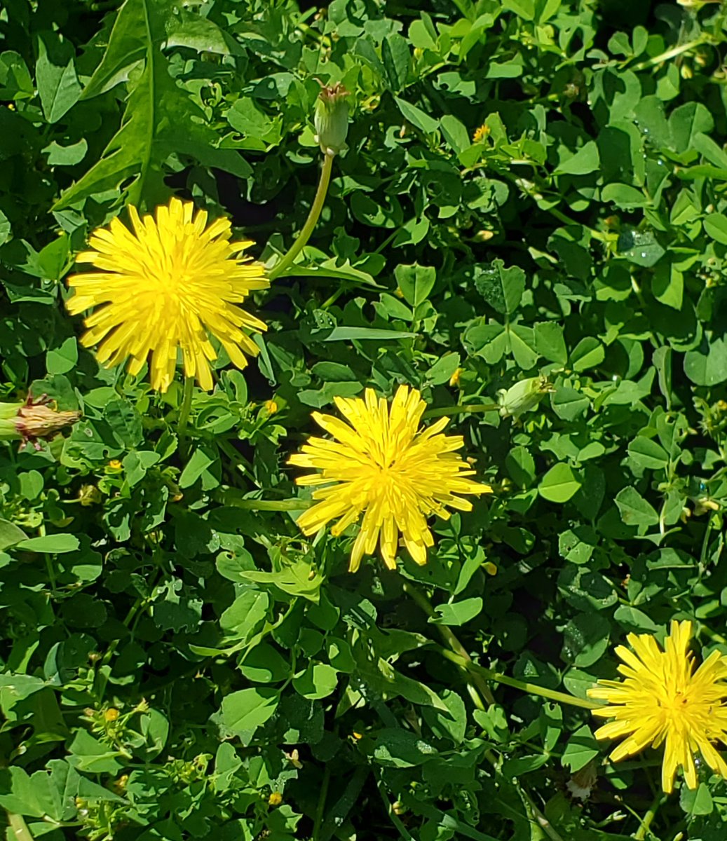 Good Morning,Came across these beautiful, some wild, some curated, spring flowers during the morning (isolated) walk in  #Islamabad,  #Pakistan  #flowers  #spring  #lockdown (See thread)...