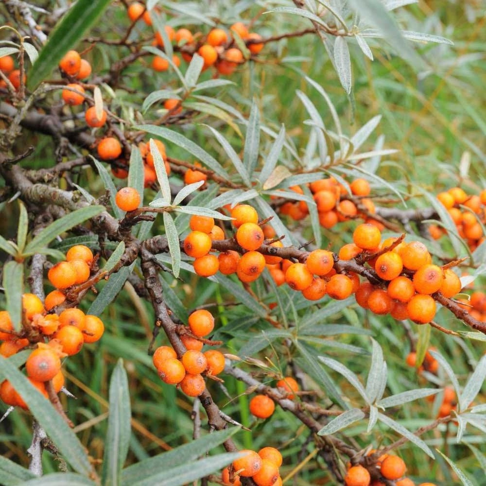 Hippophae rhamnoides (Elaeagnaceae)  Nerium oleander (Apocynaceae)