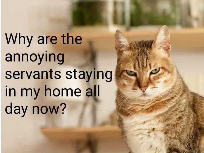 Pourquoi les ennuyeux domestiques restent-ils chez moi toute la journée maintenant ? 😸
Et vous comment réagissent vos chats au confinement ? 
N'hésitez pas à nous partager les photos de vos matous !🥰