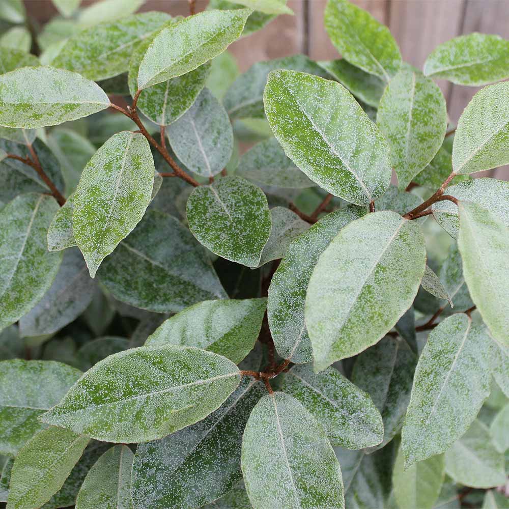 Elaeagnus ebbingei  & E. ‘Quicksilver’  (Elaeagnaceae)