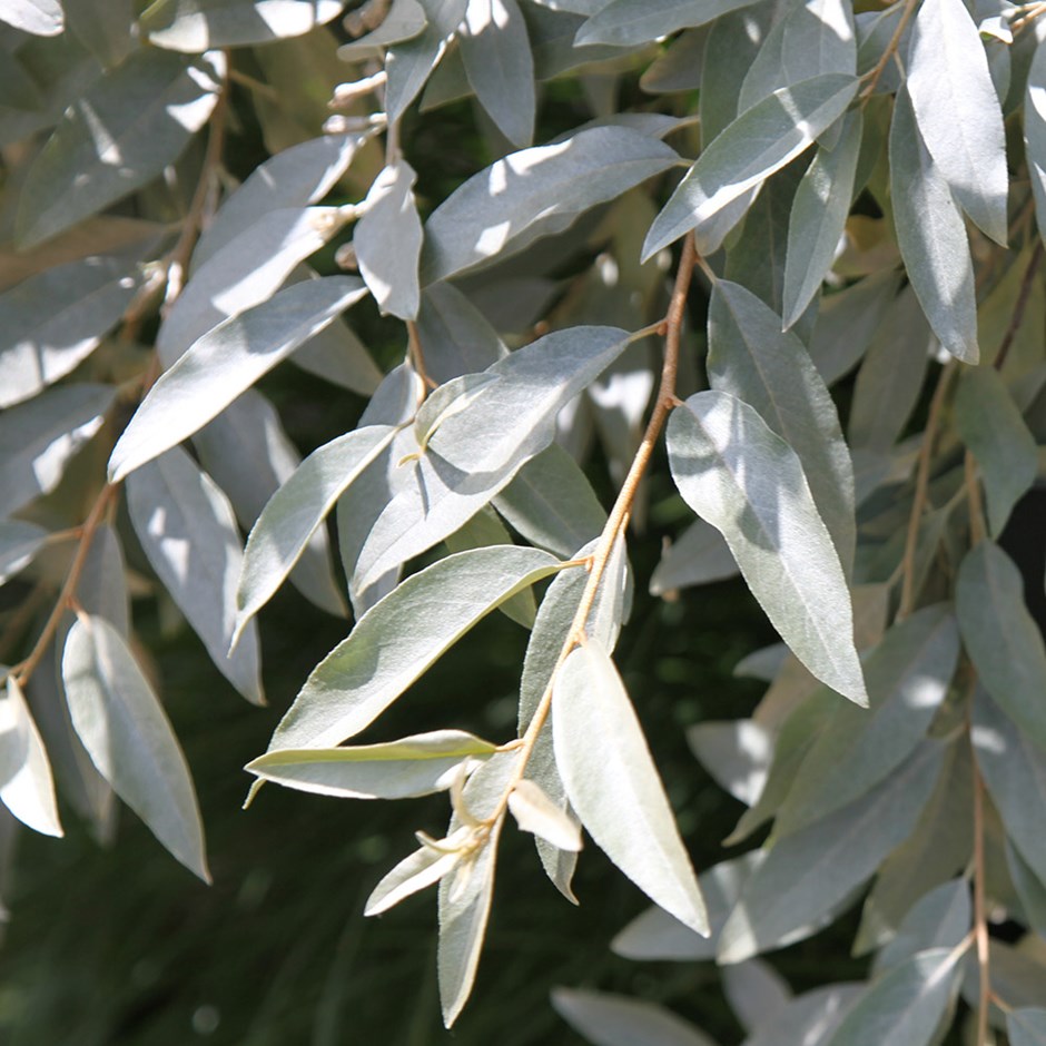 Elaeagnus ebbingei  & E. ‘Quicksilver’  (Elaeagnaceae)