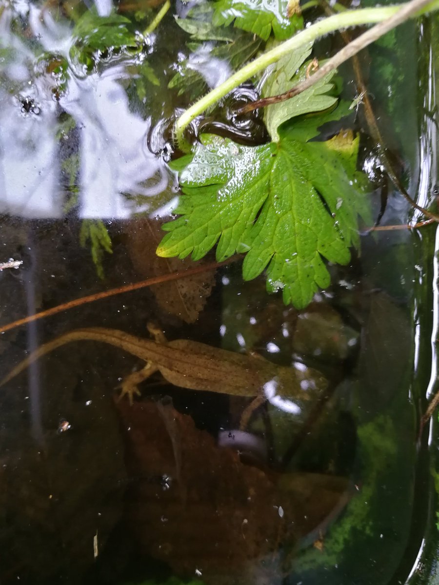 Wildlife finds the most unlikely of locations: a couple of discarded containers left to collect rainwater now provide a home for newts! Location a small urban garden in Nottm. Apparently there's no collective noun for newts... <a href="/Nottswildlife/">Nottinghamshire Wildlife Trust</a> <a href="/ARC_Bytes/">Amphibian and Reptile Conservation</a>