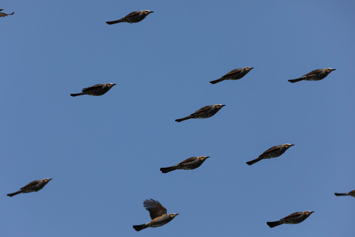鳥の群れが来たのでシャッターを切ったら 僕が撮りたかったのはコレジャナイ が撮れてしまった むしろレア Togetter