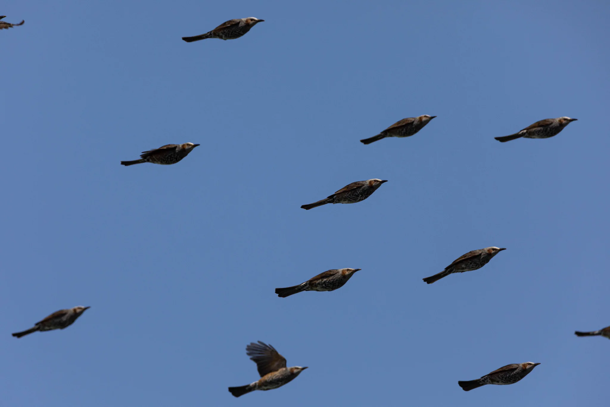 空飛ぶペンギン！？… いや、僕が撮りたかったのはコレジャナイwww