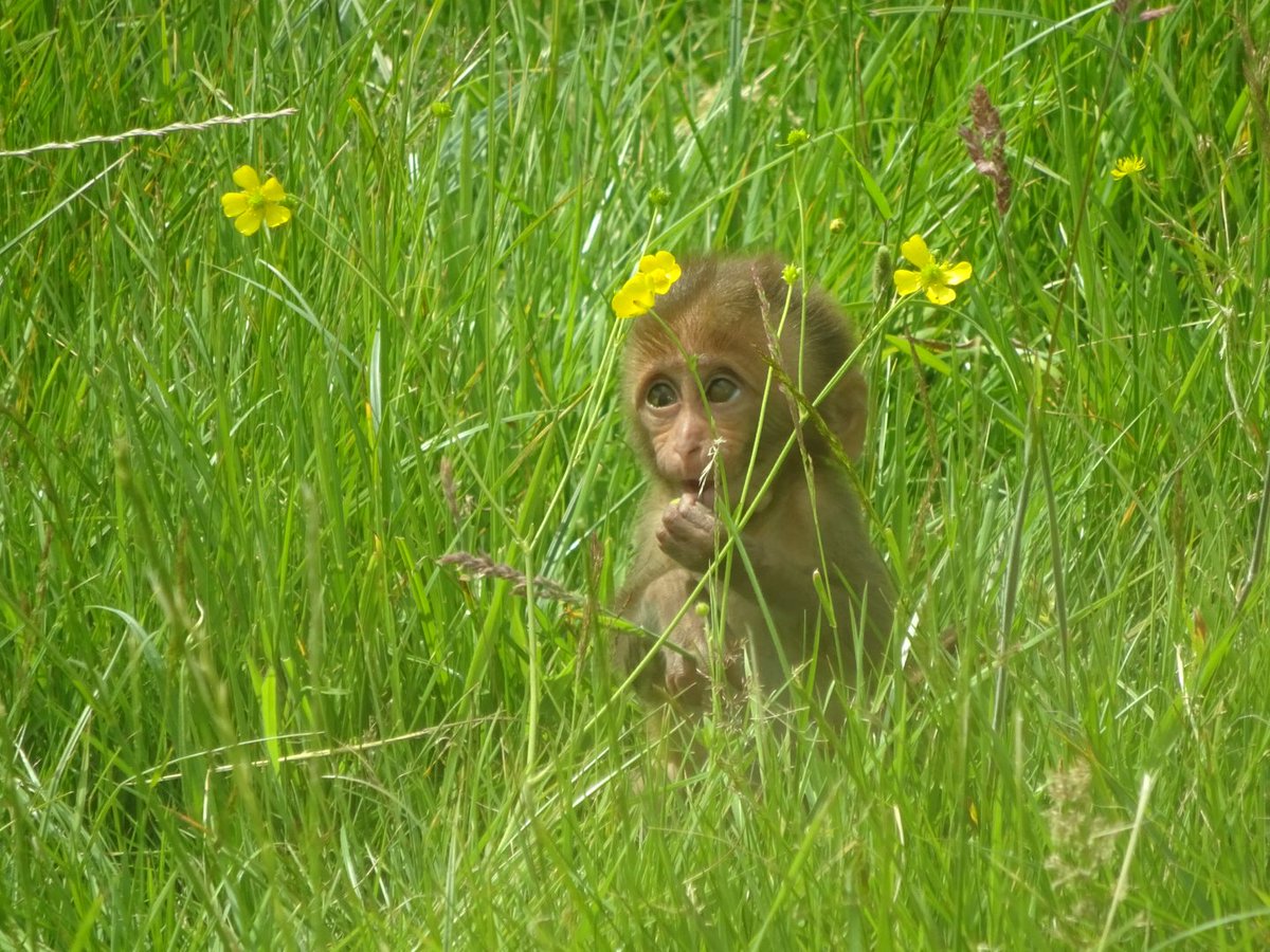 Fruit-loopz tweet media