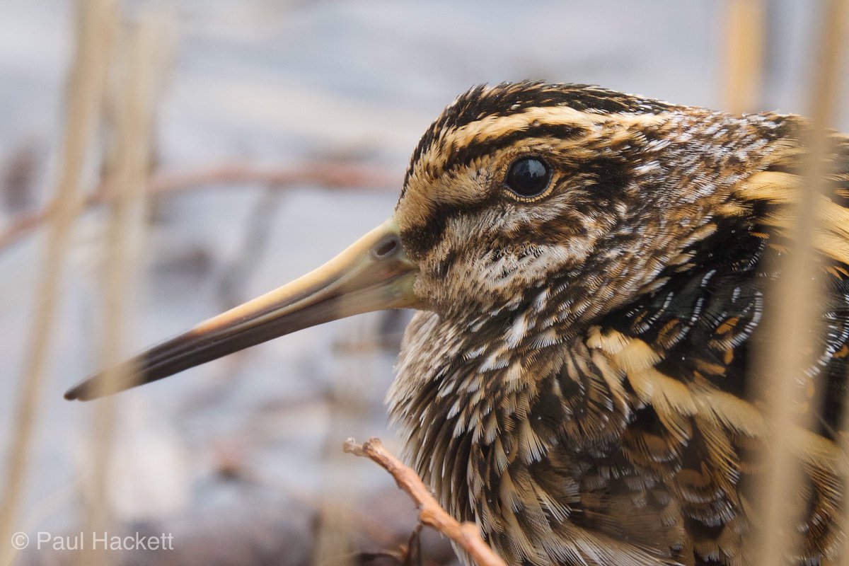 PaulHdigiman's tweet photo. #jacksnipe #extremedigiscoping #60xmagnification #kowascoping #detail #Panasonic #lumix #kowasystem #digiscoping #lumixuk #lumixg @megtitcombe @b4rny @LumixUK @lumixcan @LumixUSA @lumix @JeffBouton @KowaOptics @KowaOpticsEU https://t.co/XQEVulB6Cu