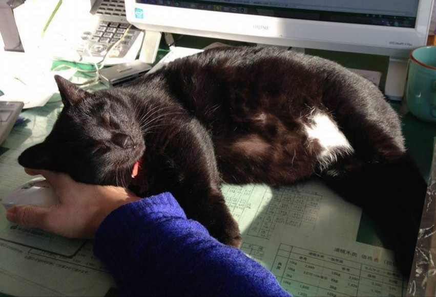 Cat Cafe Wish On Twitter とろねこチャレンジ お仕事の邪魔 いいえ これはむしろ私の仕事 北海道 十勝 帯広市 卒業生 卒業猫 保護猫 猫 ねこ Cat 保護猫施設