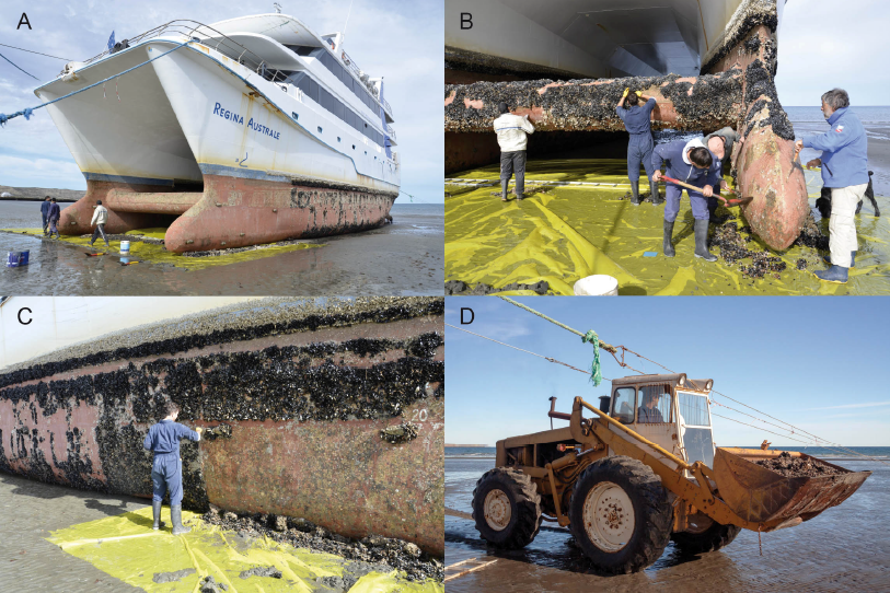 Invasivesnet's tweet image. Study finds that cleaning a catamaran removed 53 taxa, including 18 #alienspecies ⛵ 
#Biofouling #VectorManagement #AquaticInvasions #INVASIVESNET #OpenAccess
Read more: buff.ly/39Pce6t