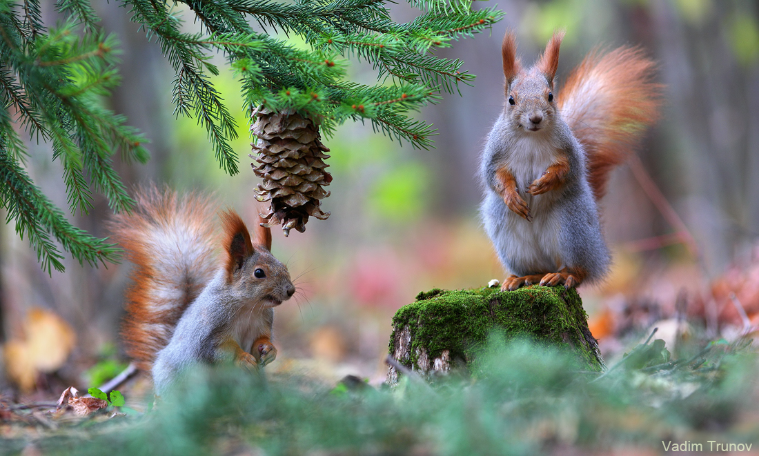 красивая белка. белка векша. белка лесная. жители леса. белка обыкновенная дальнего востока.