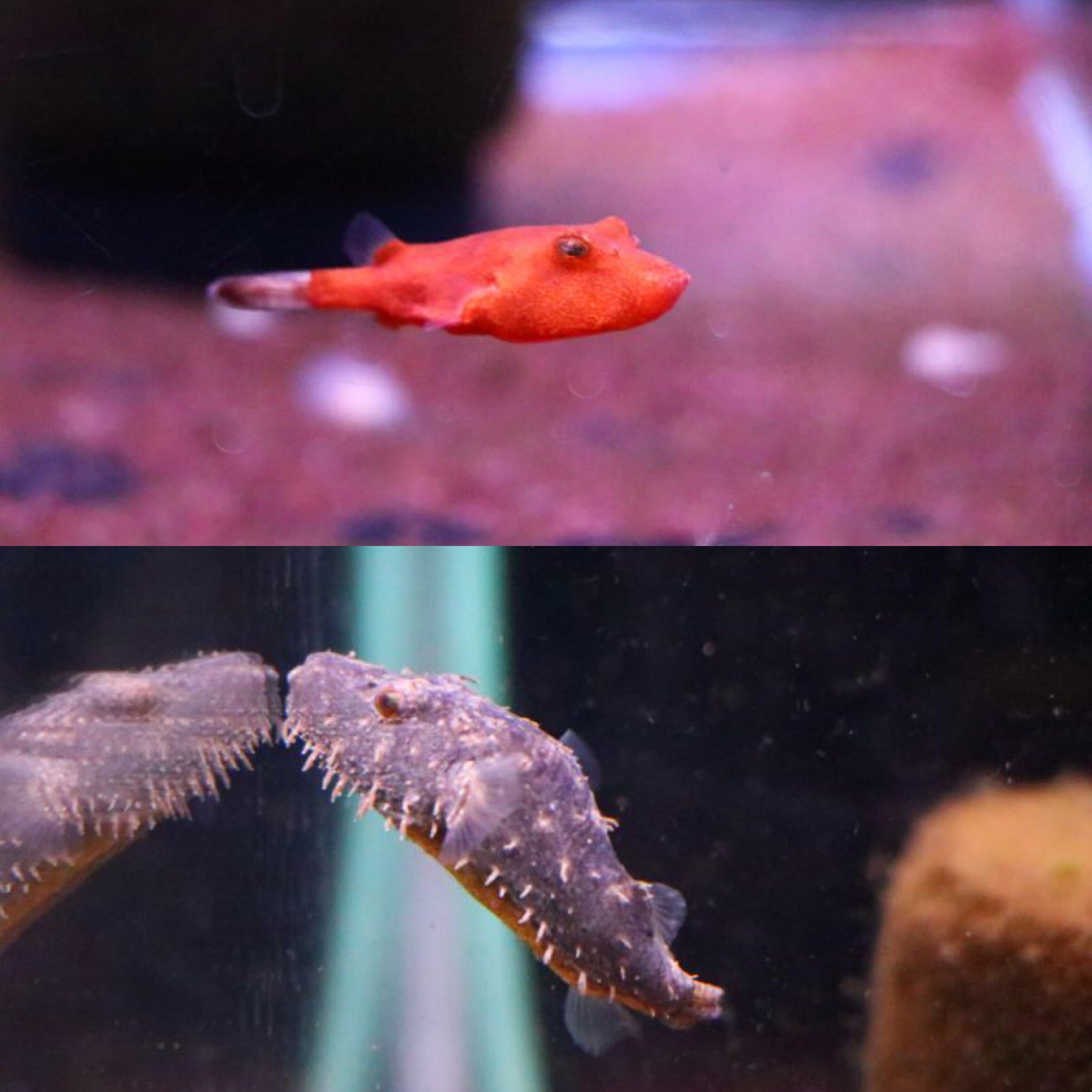 熱帯魚 アクアショップ イブ En Twitter 熱帯魚入荷しました 国産ブルーグラス パンダシャークローチ ベトナムプレコ ポルカドットローチ ニジイロボウズハゼ テトラオドン バイレイ テトラオドン ミウルスレッド 北米淡水カレイ ブラックゴースト ガロ スネーク 熱帯魚 アクアショップ イブ En Twitter 熱帯魚入荷しました 国産ブルーグラス パンダシャークローチ ベトナムプレコ ポルカドットローチ ニジイロボウズハゼ テトラオドン バイレイ テトラオドン ミウルスレッド 北米淡水カレイ ブラックゴースト ガロ スネーク