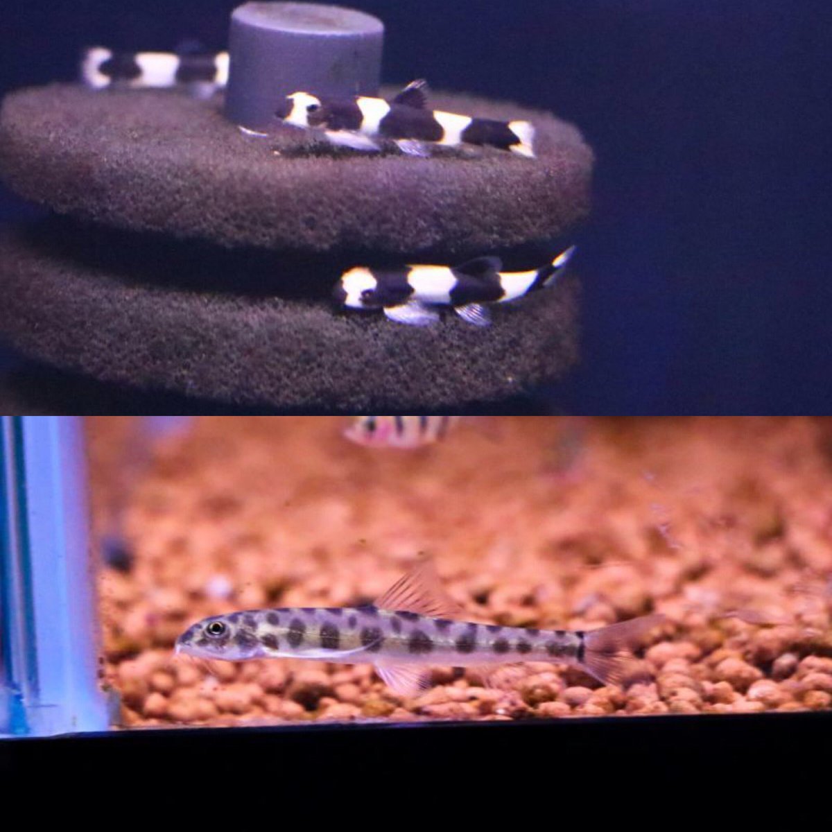 熱帯魚 アクアショップ イブ En Twitter 熱帯魚入荷しました 国産ブルーグラス パンダシャークローチ ベトナムプレコ ポルカドットローチ ニジイロボウズハゼ テトラオドン バイレイ テトラオドン ミウルスレッド 北米淡水カレイ ブラックゴースト ガロ スネーク 熱帯魚 アクアショップ イブ En Twitter 熱帯魚入荷しました 国産ブルーグラス パンダシャークローチ ベトナムプレコ ポルカドットローチ ニジイロボウズハゼ テトラオドン バイレイ テトラオドン ミウルスレッド 北米淡水カレイ ブラックゴースト ガロ スネーク