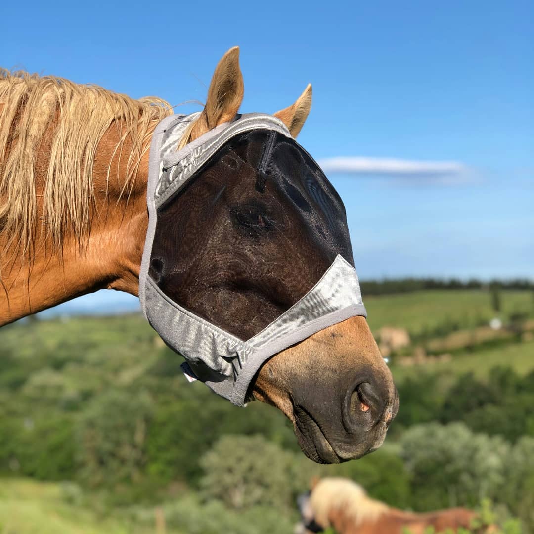 HHequestrian's tweet photo. Full face vs Half face! https://t.co/ZaOqlQUCSI