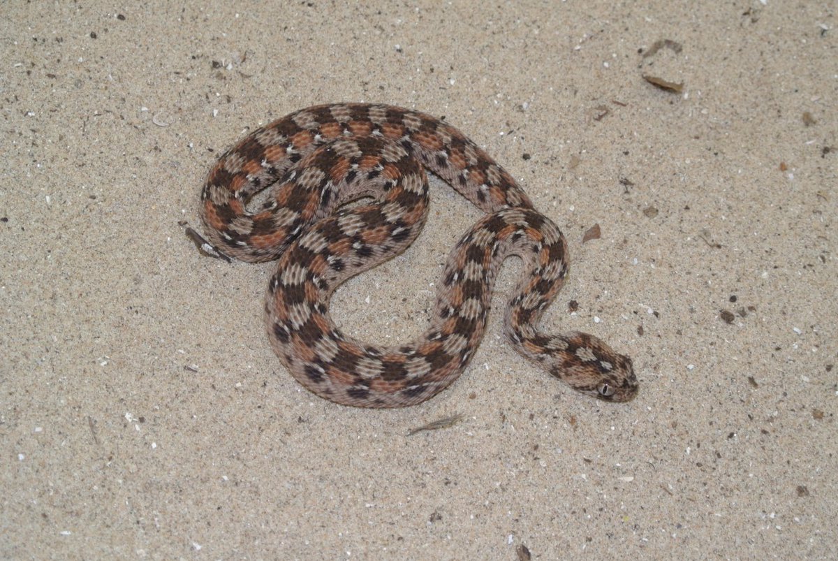 CSRIatLSTM's tweet photo. Following from last weeks tremendous success, it's time for CSRI Snake of the Week. The week... (drum roll) ... the West African saw scaled viper, Echis ocellatus! #CSRIatLSTM #SotW #venomssnakes #snakebiteresearch https://t.co/HGoMCU1knk