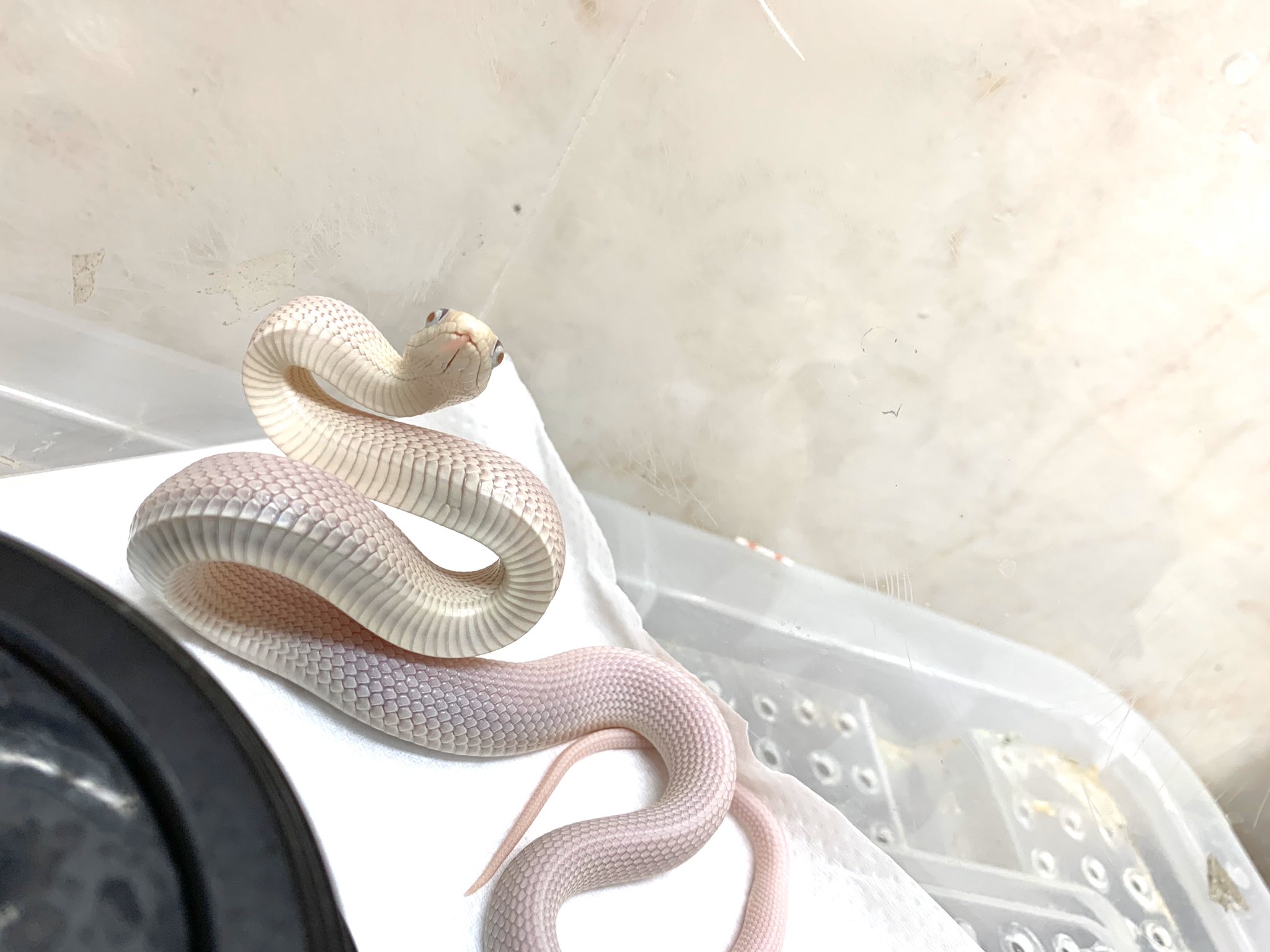 希少 大人気 パトリック フィッジャック スネーク ブラック 超目玉 期間限定