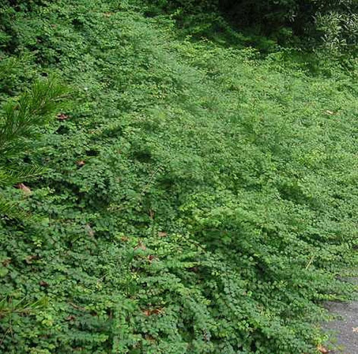 Symphoricarpos x chenaultii (Caprifoliaceae)  Hedrea colchica (Araliaceae) as ground cover