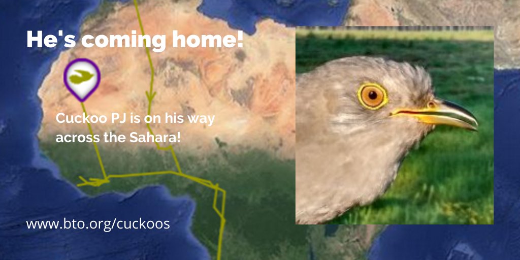 Exciting news! Cuckoo PJ is making an Easter crossing of the Sahara Desert! This is his EIGHTH desert crossing since we satellite tagged him in Suffolk back in June 2016. Good luck PJ! bto.org/our-science/pr… #BTOScience #ornithology