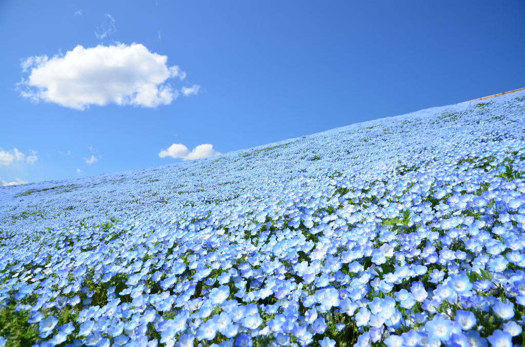 国営ひたち海浜公園 公式 Pa Twitter 休園中の花日記 みはらしの丘のネモフィラは現在 見頃 7分咲き です 昼下がり 青一色の世界にぽっかりと 白い綿雲が浮かんでいました ひたち海浜公園 Hitachiseasidepark ネモフィラ Nemophila 花 春 綿雲 国営ひたち海浜公園 公式 Pa Twitter 休園中の花日記 みはらしの丘のネモフィラは現在 見頃 7分咲き です 昼下がり 青一色の世界にぽっかりと 白い綿雲が浮かんでいました ひたち海浜公園 Hitachiseasidepark ネモフィラ Nemophila 花 春 綿雲