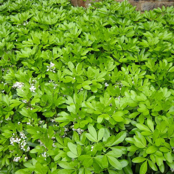 Choisya ternata (Rutaceae). Aucuba japonica (Garryaceae)