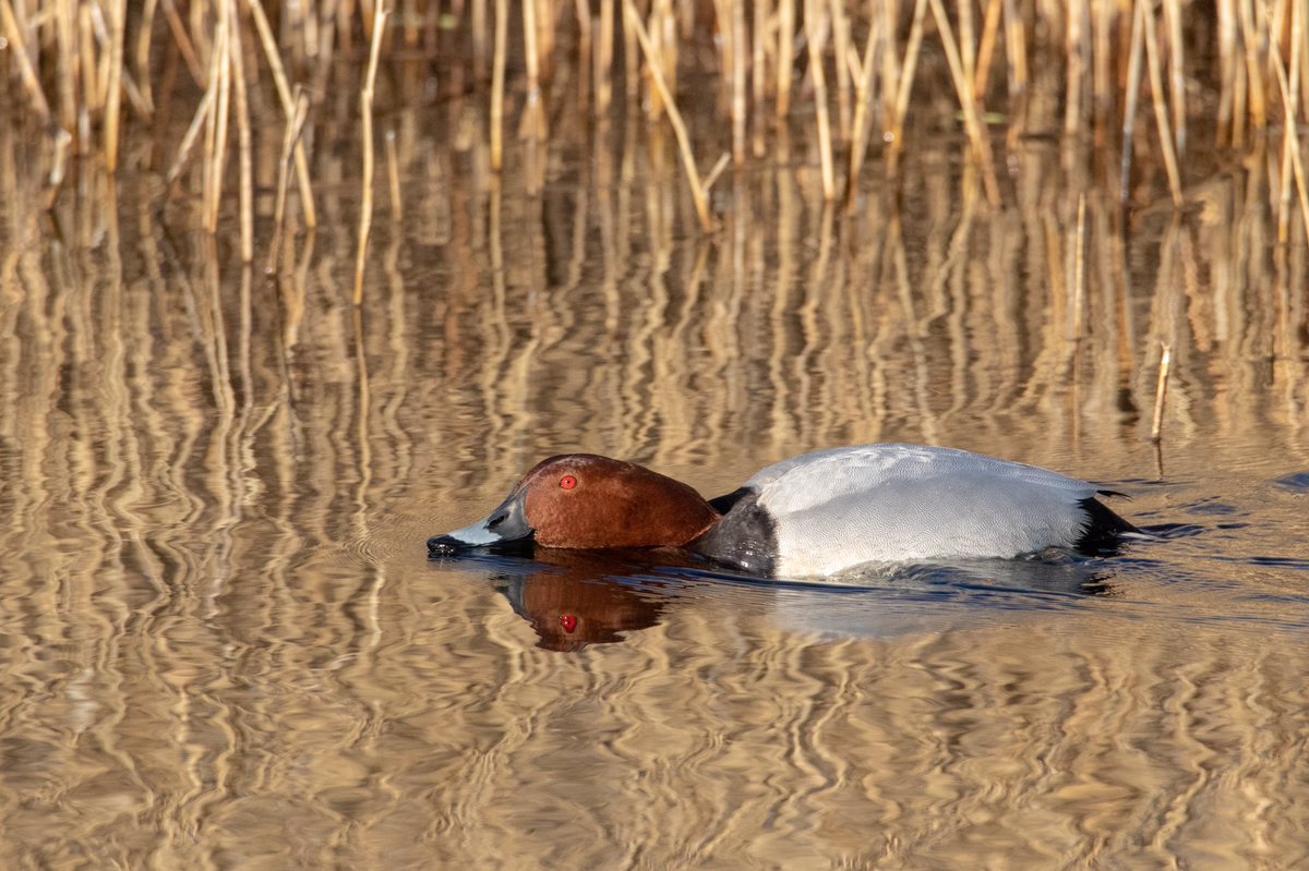 OTD 2019. Common Pochard looking to attract a mate. #SwillyIngs #StAidans