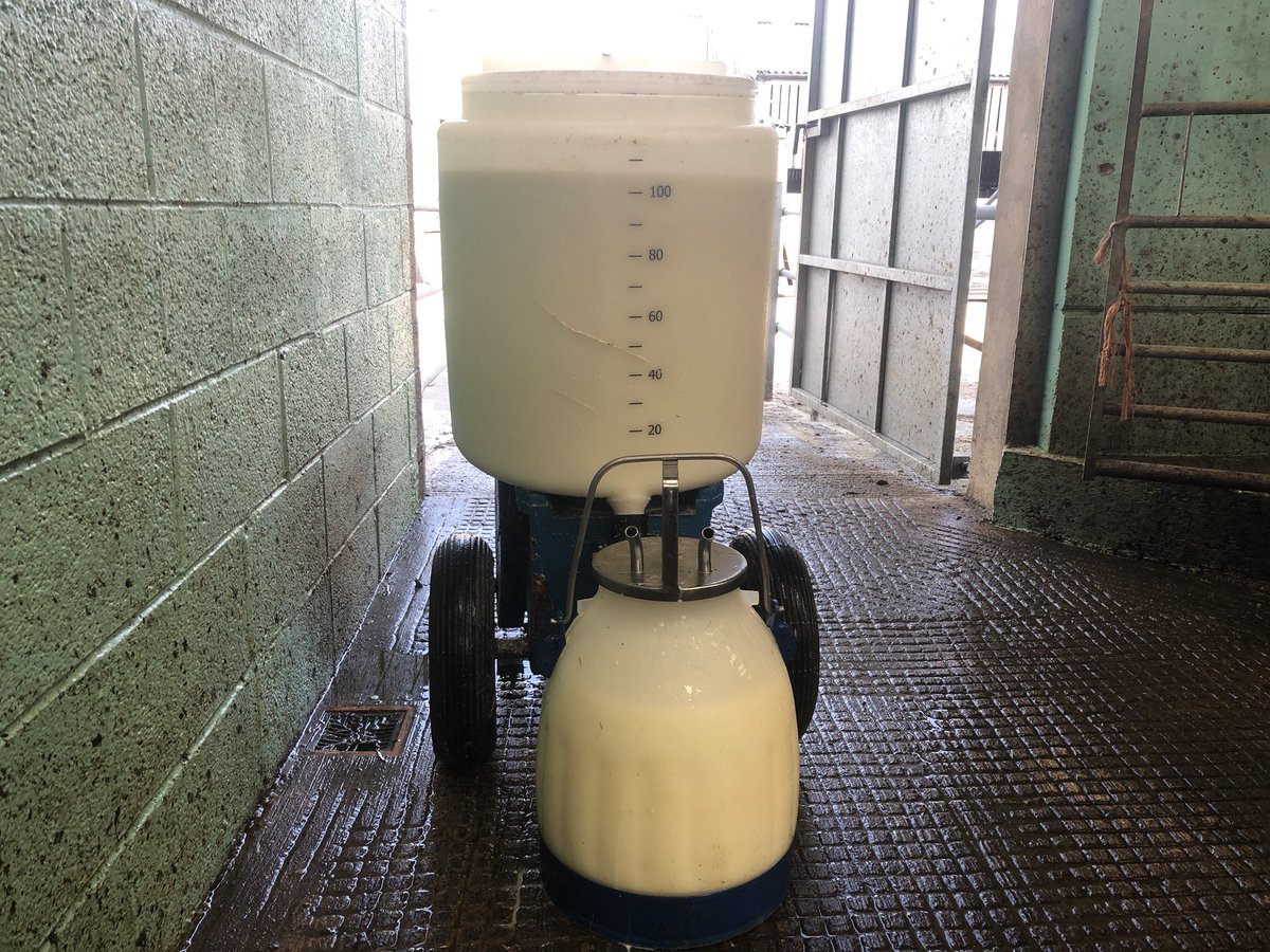 AbiReader's tweet photo. #MilkReduction measures in full flow here
14 cows dried off
Extra 150 litres milk to calves
Even the dog agreed to take a pint or 2 off my hands (although suspect she believed in this pre reduction)
Crossing fingers #bank have got my back
#teamdairy #covid19 #BackBritishFarming https://t.co/qlomUDxpY9