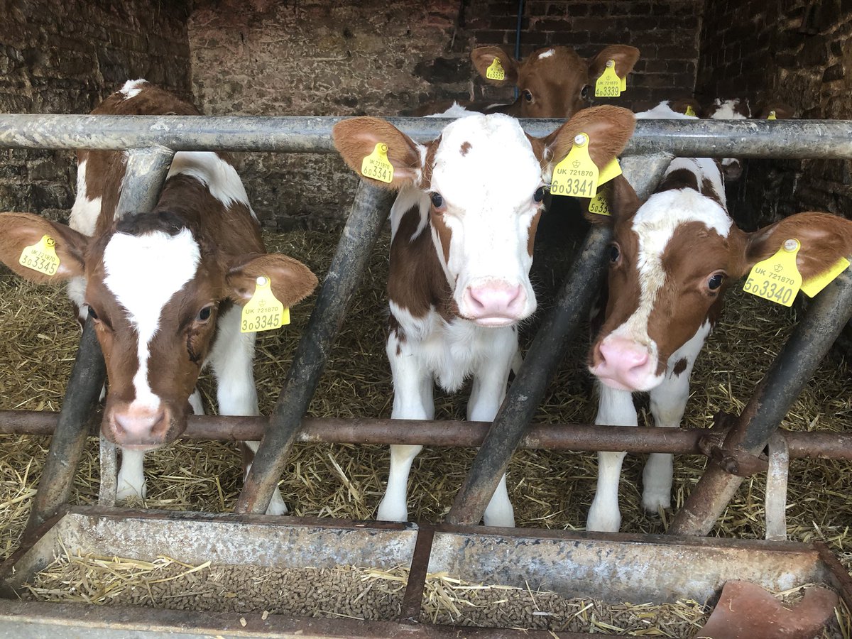 AbiReader's tweet photo. #MilkReduction measures in full flow here
14 cows dried off
Extra 150 litres milk to calves
Even the dog agreed to take a pint or 2 off my hands (although suspect she believed in this pre reduction)
Crossing fingers #bank have got my back
#teamdairy #covid19 #BackBritishFarming https://t.co/qlomUDxpY9