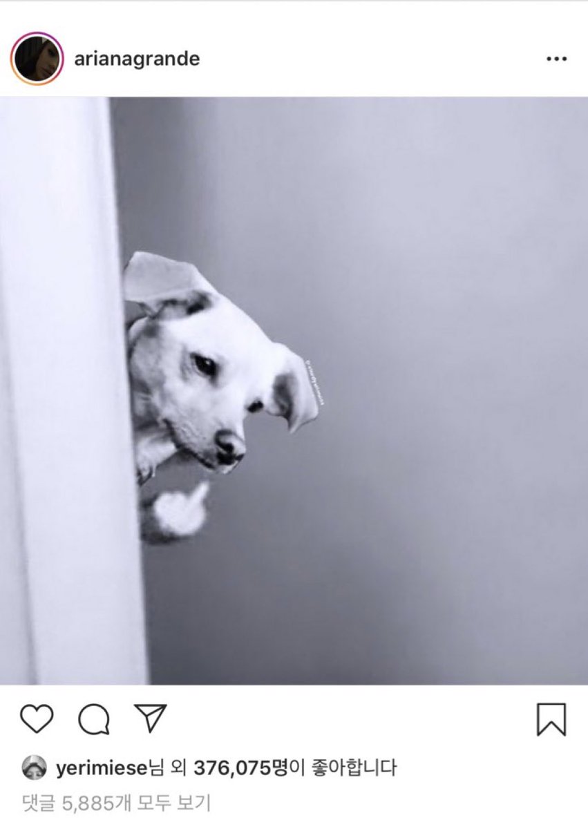 Do Dogs Know What The Middle Finger Means