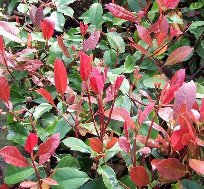 Skimmia x confusa (Rutaceae). Photinia (= Stranvaesia) ‘Red Robin’ (Rosaceae).