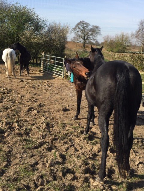 #HappyEaster everyone from all the animals &amp; humans at French’s Care Haven. Lots of mutual grooming sessions taking place now the warmer weather is here. Remember #StayHomeSaveLives this #EasterWeekend #Suffolk #Sanctuary #CareFarm #HorseHour