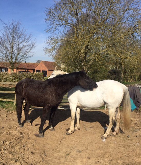 Frenchs_Equine's tweet photo. #HappyEaster everyone from all the animals &amp; humans at French’s Care Haven. Lots of mutual grooming sessions taking place now the warmer weather is here. Remember #StayHomeSaveLives this #EasterWeekend #Suffolk #Sanctuary #CareFarm #HorseHour https://t.co/GrwYZfUaYB