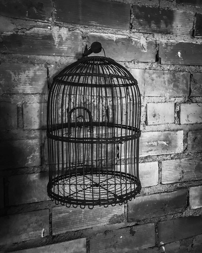 Vintage #birdcage 
#jaula 
#stilllife #stilllifephotography #stilllifegallery #stilllifephotos #stilllifephoto #stilllifephotographer #stilllifestyling #stilllifephotogtaphy #thestilllifephotos #bodegon #bnw #blackandwhite #blackandwhitephotography 
#reb… instagr.am/p/B-y8P27HI-W/