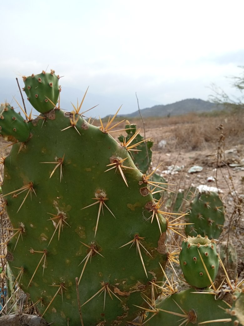 Ytorreslacruz's tweet image. #09Abr Foto del dia! #Lagunillas #Captus #Verano #Merida #Venezuela