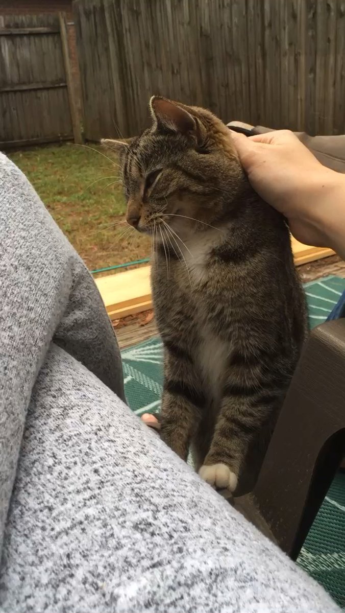 MeowMoeDotCom's tweet photo. We made #Friends with a #Stray #Kitty. Took her to the #Vet and thanks to her #Microchip we ...
 
#Cats #Cat #Kittens #Kitten #Kitty #Pets #Pet #Meow #Moe #CuteCats #CuteCat #CuteKittens #CuteKitten #MeowMoe
 
#Homefinally #Shed
 
https://t.co/DBJ3cC6tMi
 
. https://t.co/IsHIlFNE3G