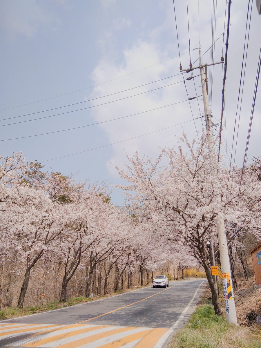dabincendres's tweet photo. 봄에 벚꽃을 비롯해서 여러 꽃이 핍니다

#musimsemi #봄날 @Lightroom https://t.co/kOpxd7zHb2