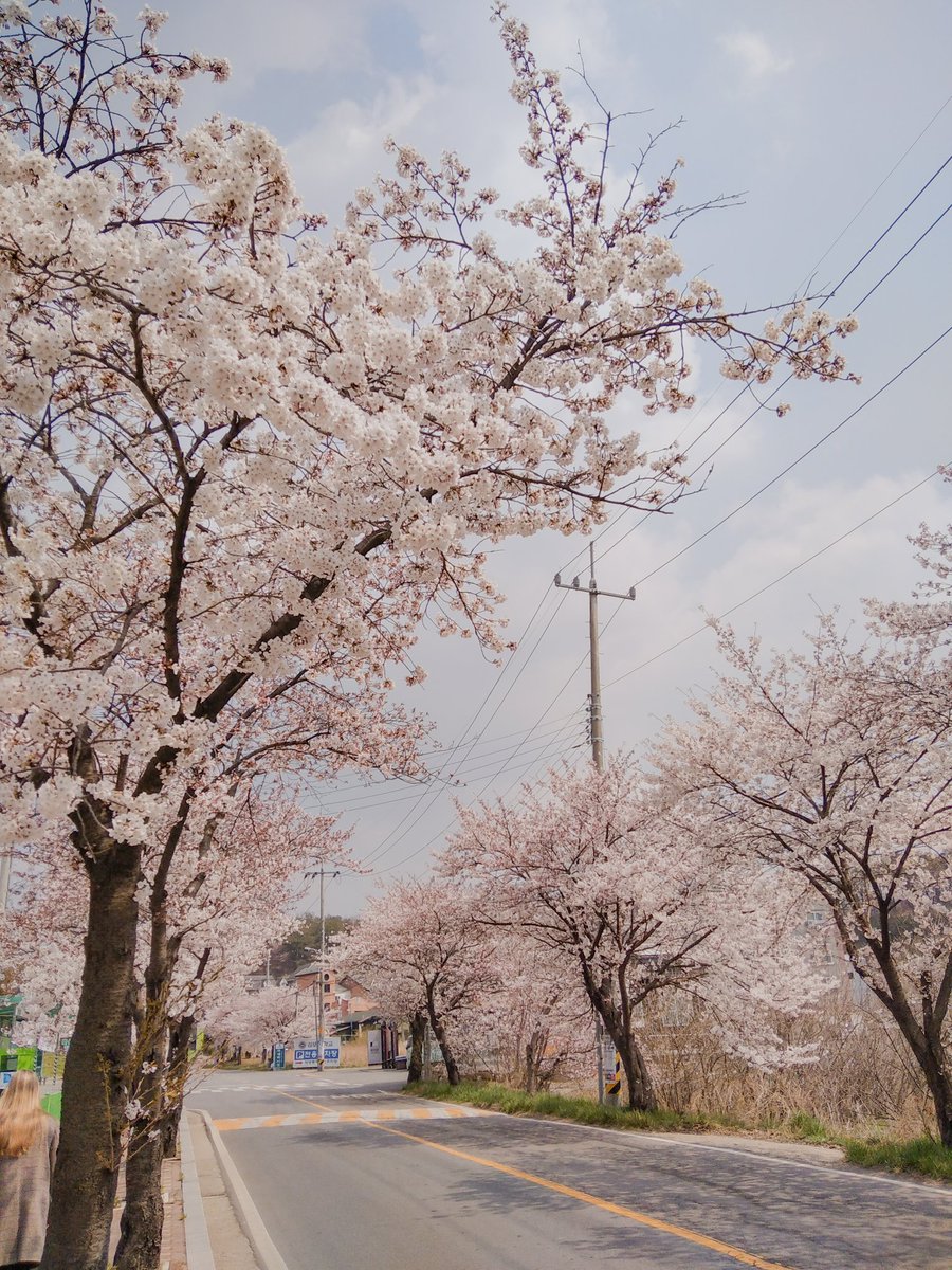 dabincendres's tweet photo. 봄에 벚꽃을 비롯해서 여러 꽃이 핍니다

#musimsemi #봄날 @Lightroom https://t.co/kOpxd7zHb2