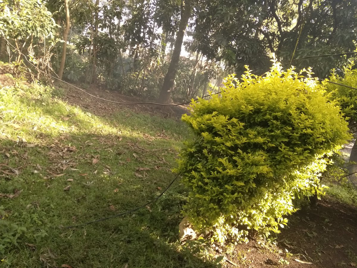jungleadul's tweet photo. @KenyaPower_Care 

A fallen @KenyaPower pole in someone's homestead at Oyani Maasai, Migori county, the risk to the family is greater than the feared Corona virus pandemic https://t.co/Ak5eAU0O2k