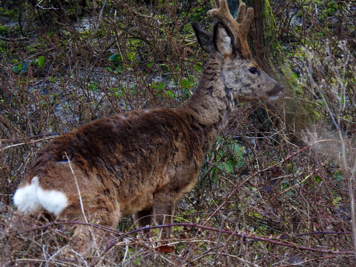bennoneij's tweet photo. Wildplassen buiten de bebouwde kom #reebok #spiegel #hollum #ameland https://t.co/zhbD7HHlxw