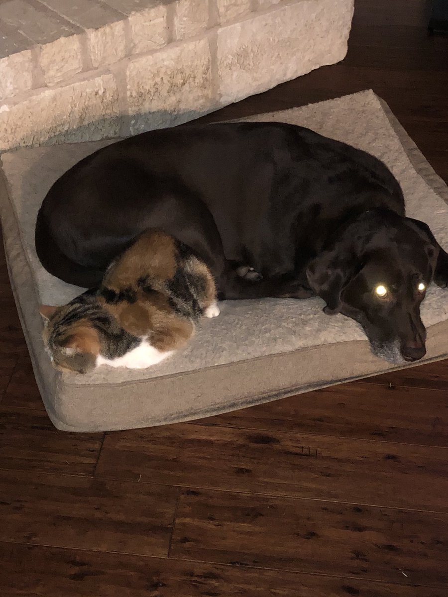 Even the cats and dogs have figured out we need to find ways to stay close and united during these trying times of quarantine.  Please remember and call those who don’t have someone to curl up with while they are staying home in the interest of other people’s well-being.