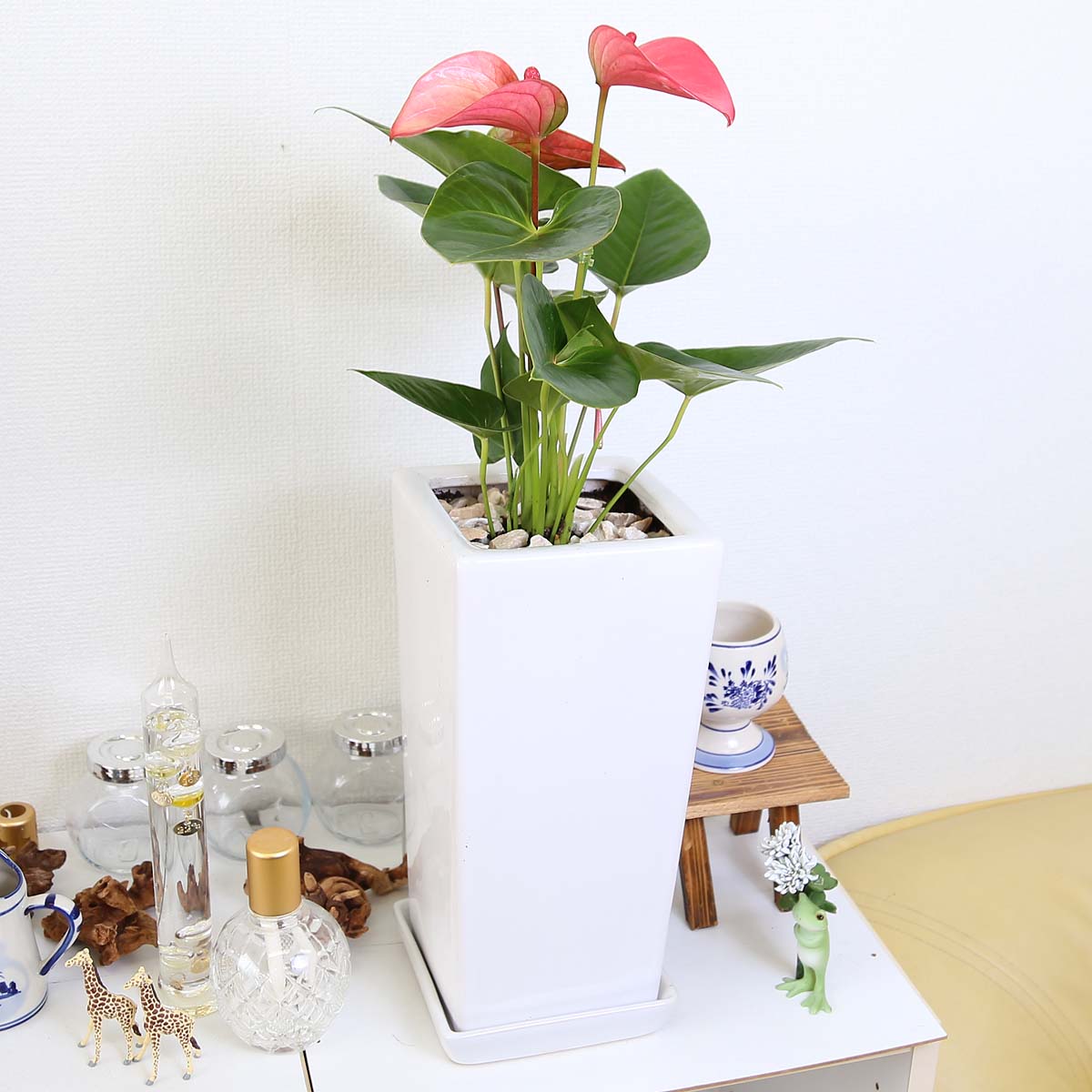 ブルーミングスケープ 観葉植物の通販 お花も葉っぱもかわいいハート形で ピンク色のお花のアンスリウム です 空気も綺麗にしてくれる観葉植物で 花言葉は 永久 不滅です 飾ると明るい雰囲気に お花は切り花としても楽しめます T Co ブルーミングスケープ 観葉植物の通販 お花も葉っぱもかわいいハート形で ピンク色のお花のアンスリウム です 空気も綺麗にしてくれる観葉植物で 花言葉は 永久 不滅です 飾ると明るい雰囲気に お花は切り花としても楽しめます T Co