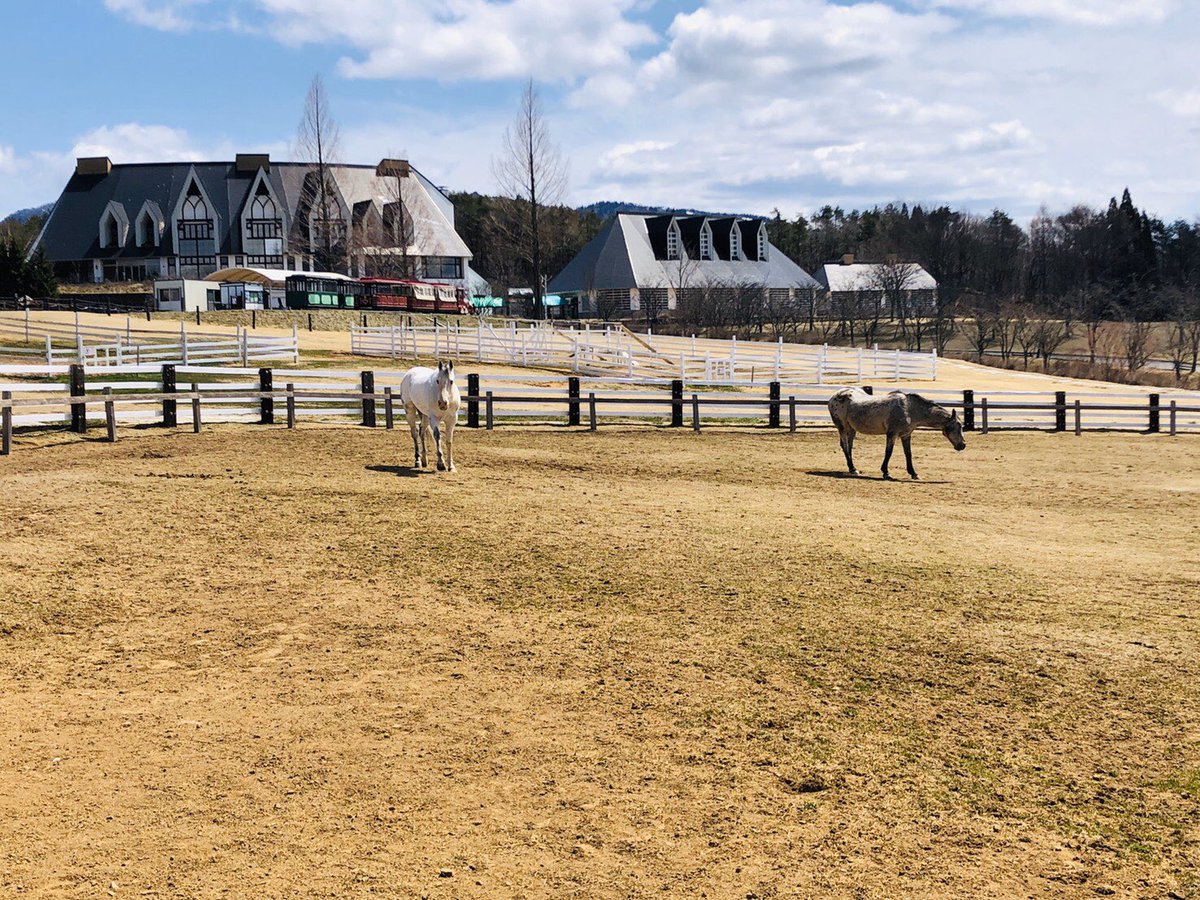 ひるがの高原 牧歌の里 公式 ただいまの放牧はアポロとアパッチ のどかですねー 牧歌の里