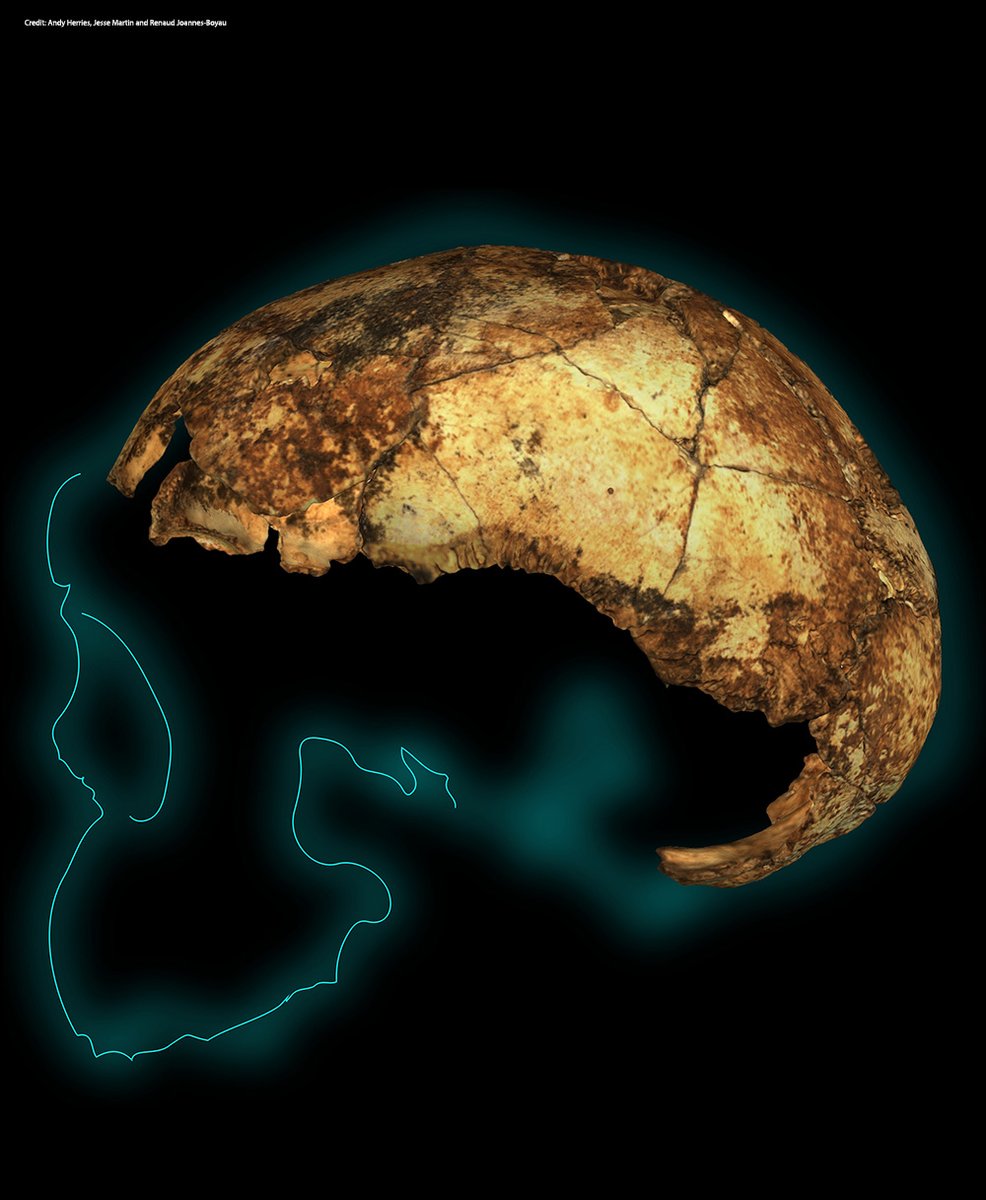 Nearly 2 million years ago, three hominins—including the earliest Homo erectus—lived as contemporaries in what is now South Africa, according to a new geochronological evaluation in Science. Learn more: fcld.ly/d5g53oq