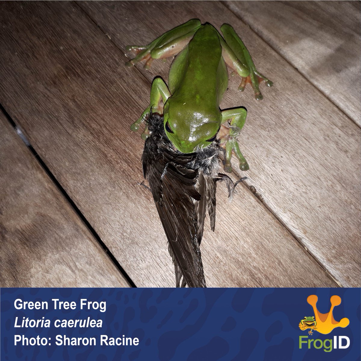 We have a freaky #FrogFriday for you all this week! This Green Tree Frog recently 'swallowed' quite the meal in Sharon’s backyard... Frogs are generalist carnivores, and will try to eat anything that will fit in their mouth, like this unlucky Swallow!